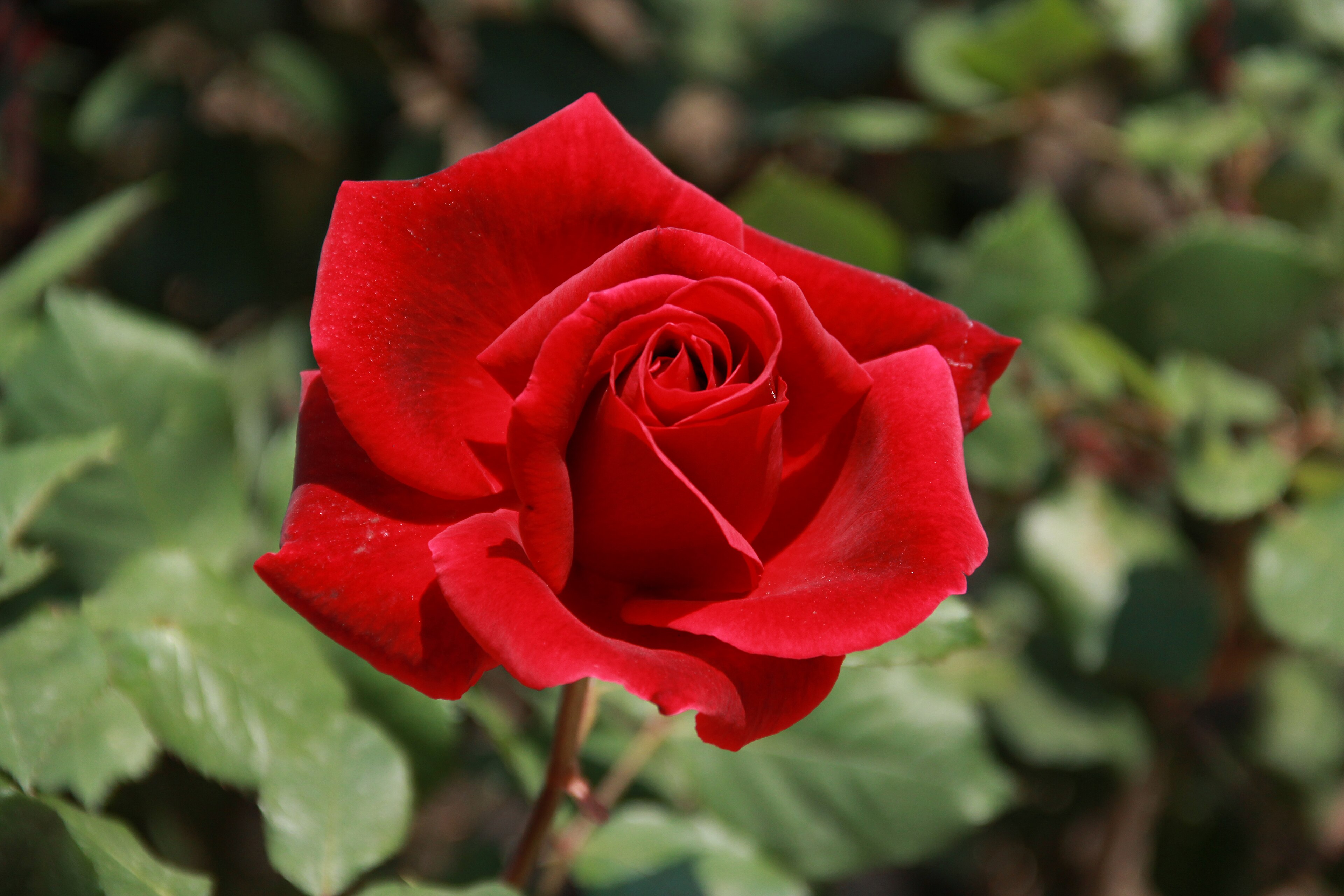 Rose Mr. Lincoln